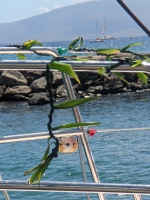 Xiomara's boat lei with Planet Express & Red Sheilla arriving off Lahaina